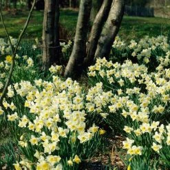 VAN ZYVERDEN Yellow and White Daffodils Ice Follies Bulbs (12-Pack) -VAN ZYVERDEN shop van zyverden flower bulbs 87042 4f 1000