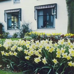 VAN ZYVERDEN Yellow and White Daffodils Ice Follies Bulbs (12-Pack)