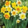 VAN ZYVERDEN Daffodils Trumpet and Cupped Mixture Bulbs (Set of 15) -VAN ZYVERDEN shop van zyverden flower bulbs 87047 64 1000