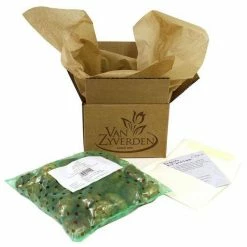 VAN ZYVERDEN Mammoth Paperwhites (Set of 6) -VAN ZYVERDEN shop van zyverden flower bulbs 87050 4f 1000