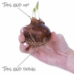 VAN ZYVERDEN Paperwhites (Set of 5) -VAN ZYVERDEN shop van zyverden flower bulbs 87051 1f 1000