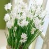 VAN ZYVERDEN Paperwhites (Set of 5) -VAN ZYVERDEN shop van zyverden flower bulbs 87051 64 1000