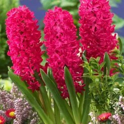 VAN ZYVERDEN Hyacinths Jan Bos Bulbs (Set of 10) -VAN ZYVERDEN shop van zyverden flower bulbs 87053 4f 1000
