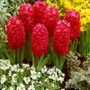VAN ZYVERDEN Hyacinths Jan Bos Bulbs (Set of 10) 1 VAN ZYVERDEN Hyacinths Jan Bos Bulbs (Set of 10) -VAN ZYVERDEN shop van zyverden flower bulbs 87053 64 1000
