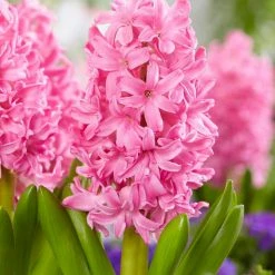 VAN ZYVERDEN Pink Pearl Hyacinths Bulbs (Set of 10) -VAN ZYVERDEN shop van zyverden flower bulbs 87054 4f 1000