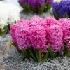 VAN ZYVERDEN Pink Pearl Hyacinths Bulbs (Set of 10) -VAN ZYVERDEN shop van zyverden flower bulbs 87054 64 1000