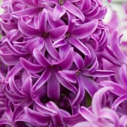 VAN ZYVERDEN Purple Sensation Hyacinths Bulbs (Set of 10) -VAN ZYVERDEN shop van zyverden flower bulbs 87055 4f 1000
