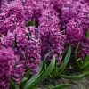 VAN ZYVERDEN Purple Sensation Hyacinths Bulbs (Set of 10) 1 VAN ZYVERDEN Purple Sensation Hyacinths Bulbs (Set of 10) -VAN ZYVERDEN shop van zyverden flower bulbs 87055 64 1000