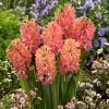 VAN ZYVERDEN Hyacinths Sweet Invitation Bulbs (10-Pack) -VAN ZYVERDEN shop van zyverden flower bulbs 87058 64 1000