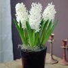VAN ZYVERDEN PrePared Hyacinths For Indoor Forcing Carnegie (Set of 5 Bulbs) 1 VAN ZYVERDEN PrePared Hyacinths For Indoor Forcing Carnegie (Set of 5 Bulbs) -VAN ZYVERDEN shop van zyverden flower bulbs 87059 64 1000