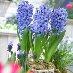 VAN ZYVERDEN PrePared Hyacinths For Indoor Forcing Delft Blue (Set of 5 Bulbs)