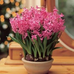 VAN ZYVERDEN PrePared Hyacinths For Indoor Forcing Pink Pearl (Set of 5 Bulbs)