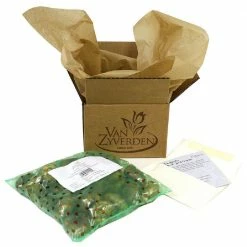 VAN ZYVERDEN Hyacinths Gipsy Queen Set of 10 Bulbs 13 VAN ZYVERDEN Hyacinths Gipsy Queen Set of 10 Bulbs -VAN ZYVERDEN shop van zyverden flower bulbs 87063 44 1000