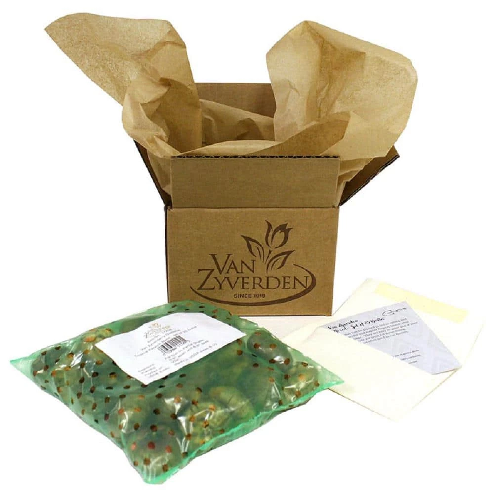 VAN ZYVERDEN Hyacinths Gipsy Queen Set of 10 Bulbs 7 VAN ZYVERDEN Hyacinths Gipsy Queen Set of 10 Bulbs - Image 5