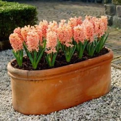 VAN ZYVERDEN Hyacinths Gipsy Queen Set of 10 Bulbs 11 VAN ZYVERDEN Hyacinths Gipsy Queen Set of 10 Bulbs -VAN ZYVERDEN shop van zyverden flower bulbs 87063 4f 1000