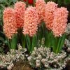 VAN ZYVERDEN Hyacinths Gipsy Queen Set of 10 Bulbs 2 VAN ZYVERDEN Hyacinths Gipsy Queen Set of 10 Bulbs -VAN ZYVERDEN shop van zyverden flower bulbs 87063 64 1000