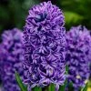 VAN ZYVERDEN Hyacinths Atlantic Set of 10 Bulbs -VAN ZYVERDEN shop van zyverden flower bulbs 87064 64 1000