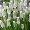 VAN ZYVERDEN Muscari Siberian Tiger Set of 25 Bulbs 1 VAN ZYVERDEN Muscari Siberian Tiger Set of 25 Bulbs -VAN ZYVERDEN shop van zyverden flower bulbs 87069 64 1000