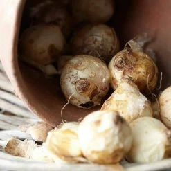 VAN ZYVERDEN Muscari Siberian Tiger Set of 25 Bulbs -VAN ZYVERDEN shop van zyverden flower bulbs 87069 c3 1000