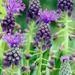 VAN ZYVERDEN Grape Hyacinths Comosum Bulbs (25-Pack)