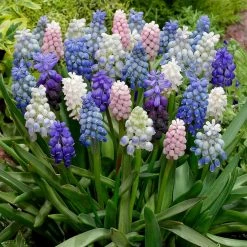 VAN ZYVERDEN Muscari Cottage Blend Bulbs (25-Pack)