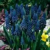 VAN ZYVERDEN Blue Grape Hyacinths Giant Cobalt Bulbs (25-Pack) -VAN ZYVERDEN shop van zyverden flower bulbs 87078 64 1000