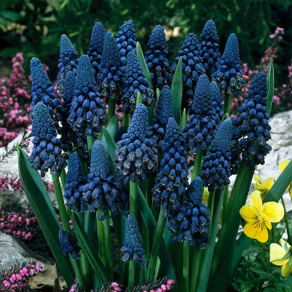 VAN ZYVERDEN Blue Grape Hyacinths Giant Cobalt Bulbs (25-Pack) 3 VAN ZYVERDEN Blue Grape Hyacinths Giant Cobalt Bulbs (25-Pack)