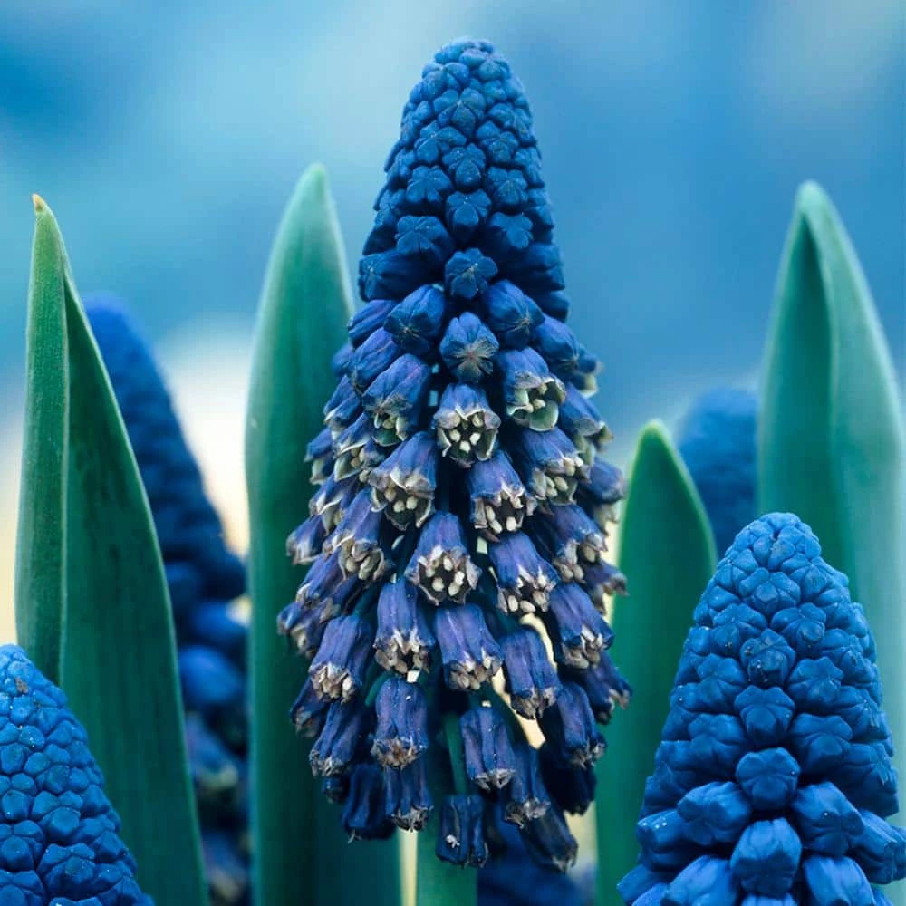 VAN ZYVERDEN Blue Grape Hyacinths Giant Cobalt Bulbs (25-Pack) 4 VAN ZYVERDEN Blue Grape Hyacinths Giant Cobalt Bulbs (25-Pack) - Image 2