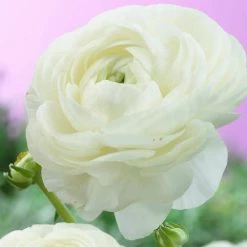 VAN ZYVERDEN Butter Cups Bulbs Ranunculus Snowstorm (Set of 25)