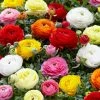 VAN ZYVERDEN Butter Cups Ranunculus Double Blooming Mixed Bulbs (75-Pack) -VAN ZYVERDEN shop van zyverden flower bulbs 87081 64 1000