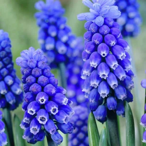 VAN ZYVERDEN Muscari Dark Eyes Set of 25 Bulbs 5 VAN ZYVERDEN Muscari Dark Eyes Set of 25 Bulbs - Image 3