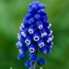 VAN ZYVERDEN Muscari Dark Eyes Set of 25 Bulbs