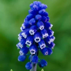 VAN ZYVERDEN Muscari Dark Eyes Set of 25 Bulbs