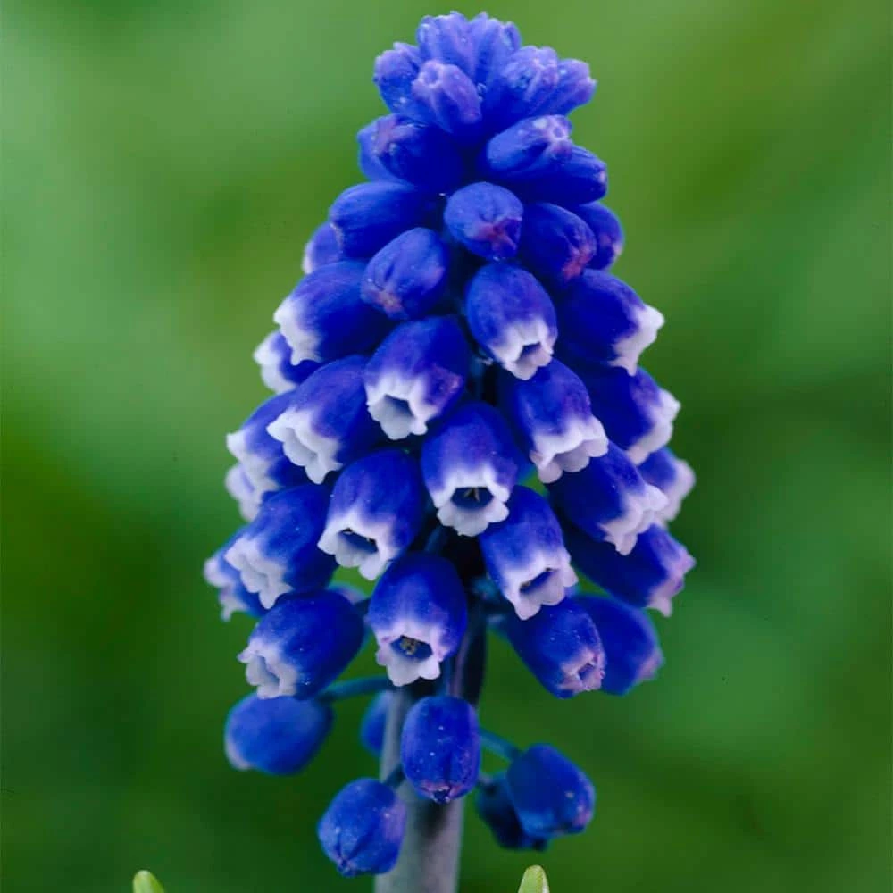 VAN ZYVERDEN Muscari Dark Eyes Set of 25 Bulbs 3 VAN ZYVERDEN Muscari Dark Eyes Set of 25 Bulbs