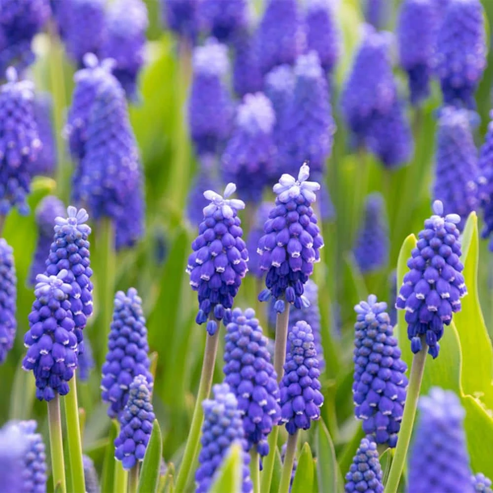 VAN ZYVERDEN Muscari Dark Eyes Set of 25 Bulbs 4 VAN ZYVERDEN Muscari Dark Eyes Set of 25 Bulbs - Image 2