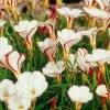 VAN ZYVERDEN Oxalis Bulbs Versicolor (Set of 5) -VAN ZYVERDEN shop van zyverden flower bulbs 87100 64 1000