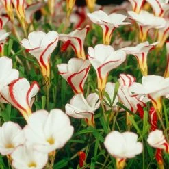 VAN ZYVERDEN Oxalis Bulbs Versicolor (Set of 5)