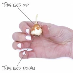 VAN ZYVERDEN Camassia Quamash Set of 25 Bulbs -VAN ZYVERDEN shop van zyverden flower bulbs 87107 1f 1000