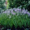VAN ZYVERDEN Camassia Quamash Set of 25 Bulbs -VAN ZYVERDEN shop van zyverden flower bulbs 87107 64 1000