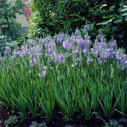 VAN ZYVERDEN Camassia Quamash Set of 25 Bulbs
