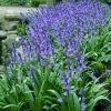 VAN ZYVERDEN Wood Hyacinths Hispanica Blue Set of 25 Bulbs