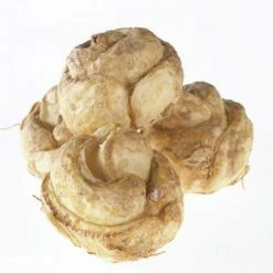 VAN ZYVERDEN Fritillaria Bulbs Rubra (Set of 3) 14 VAN ZYVERDEN Fritillaria Bulbs Rubra (Set of 3) -VAN ZYVERDEN shop van zyverden flower bulbs 87110 1f 1000