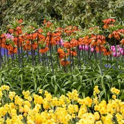 VAN ZYVERDEN Fritillaria Bulbs Rubra (Set of 3) 13 VAN ZYVERDEN Fritillaria Bulbs Rubra (Set of 3) -VAN ZYVERDEN shop van zyverden flower bulbs 87110 4f 1000