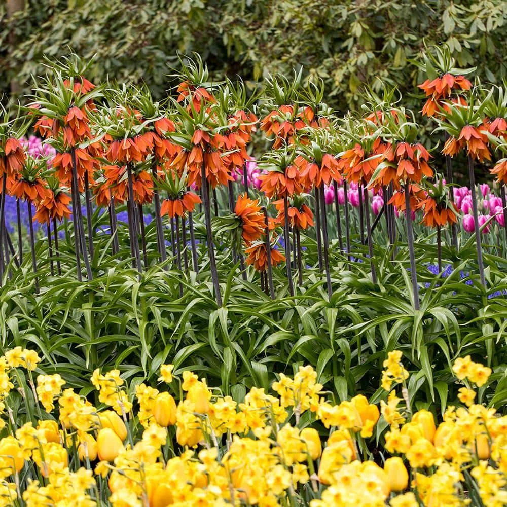 VAN ZYVERDEN Fritillaria Bulbs Rubra (Set of 3) 6 VAN ZYVERDEN Fritillaria Bulbs Rubra (Set of 3) - Image 4