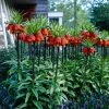 VAN ZYVERDEN Fritillaria Bulbs Rubra (Set of 3)