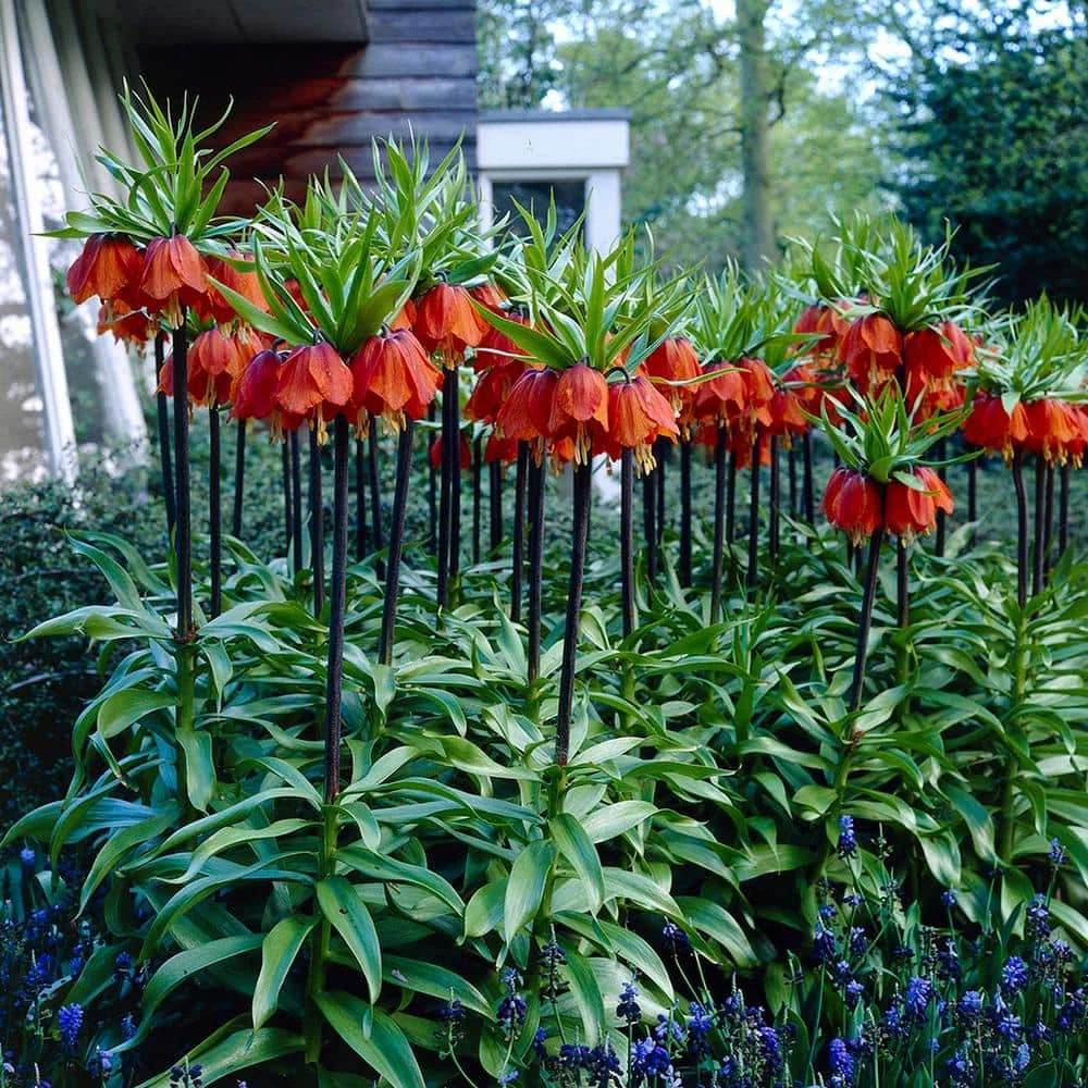 VAN ZYVERDEN Fritillaria Bulbs Rubra (Set of 3) 3 VAN ZYVERDEN Fritillaria Bulbs Rubra (Set of 3)