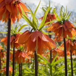 VAN ZYVERDEN Fritillaria Bulbs Rubra (Set of 3) 12 VAN ZYVERDEN Fritillaria Bulbs Rubra (Set of 3) -VAN ZYVERDEN shop van zyverden flower bulbs 87110 c3 1000