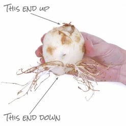 VAN ZYVERDEN Yellow Fritillaria Lutea Bulbs (3-Pack) -VAN ZYVERDEN shop van zyverden flower bulbs 87111 44 1000