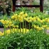 VAN ZYVERDEN Yellow Fritillaria Lutea Bulbs (3-Pack)