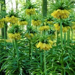 VAN ZYVERDEN Yellow Fritillaria Lutea Bulbs (3-Pack) -VAN ZYVERDEN shop van zyverden flower bulbs 87111 c3 1000
